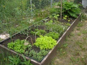 mala zeleninova zahradka
