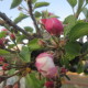 jablone kvety