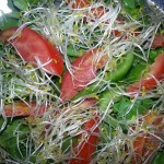 Alfalfa ( lucerna ) – zdravé semienka plné živín