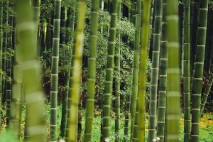 bambus, les, recepty, zdravie